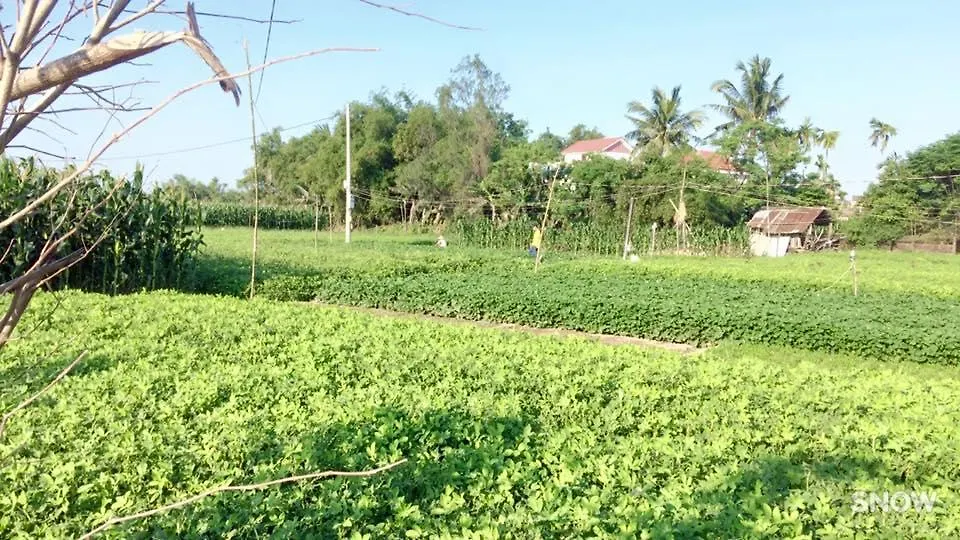 Hoi An Sunny Homestay 0*, Hoi An Vietname
